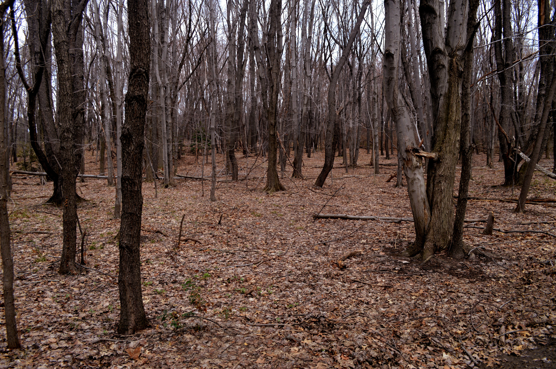 A forest with no leaves on the trees, only leaves on the ground.