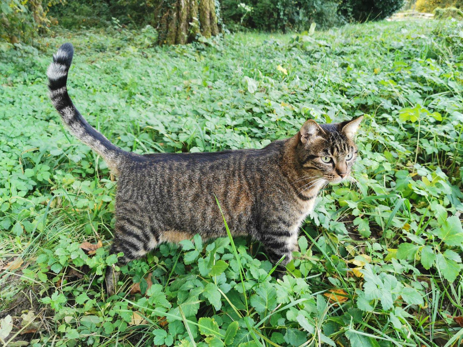 cat standing up