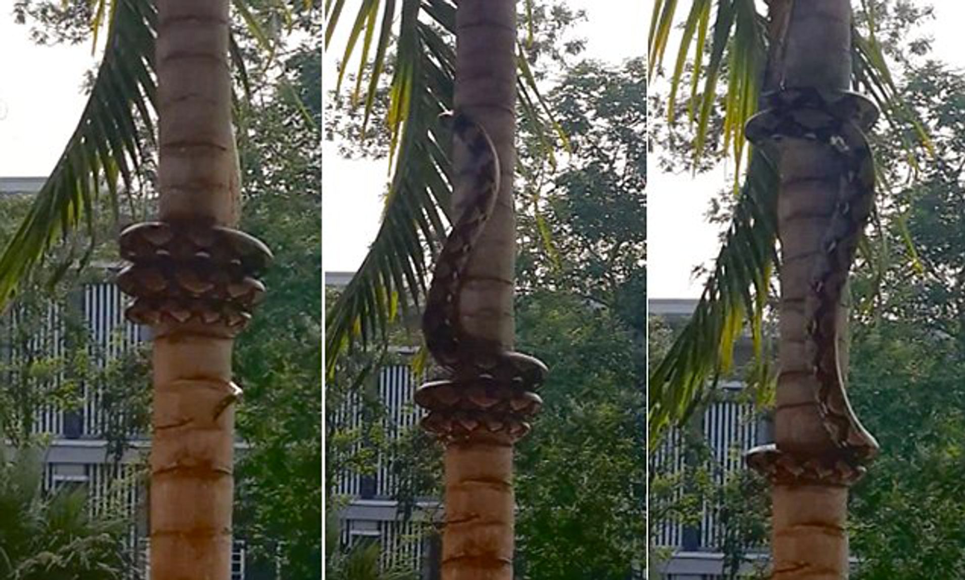 Three pictures showing a python tied around a tree trunk, then with its head reaching upwards and then with half its wrapped around the trunk higher up.