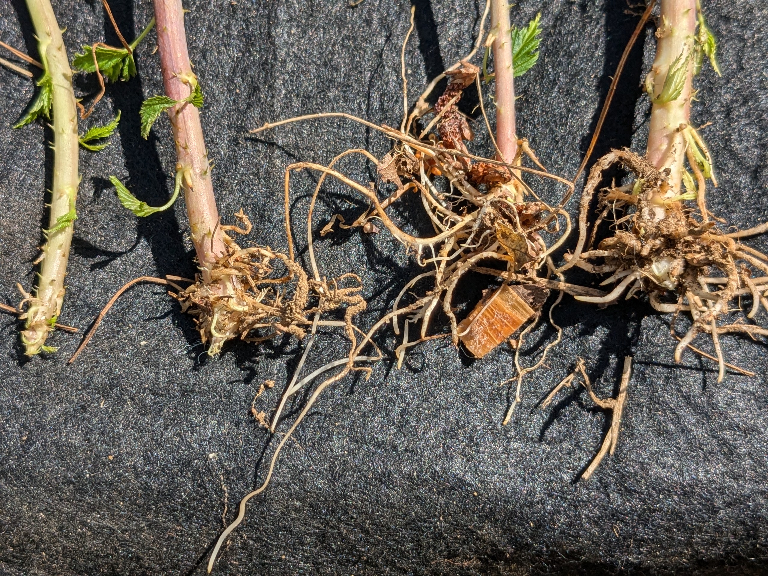 Here we see further root development, with the far left individual being the previous image's rightmost specimen. The cutting on the right has the most developed root cluster and leaves that have begun growing away from the roots