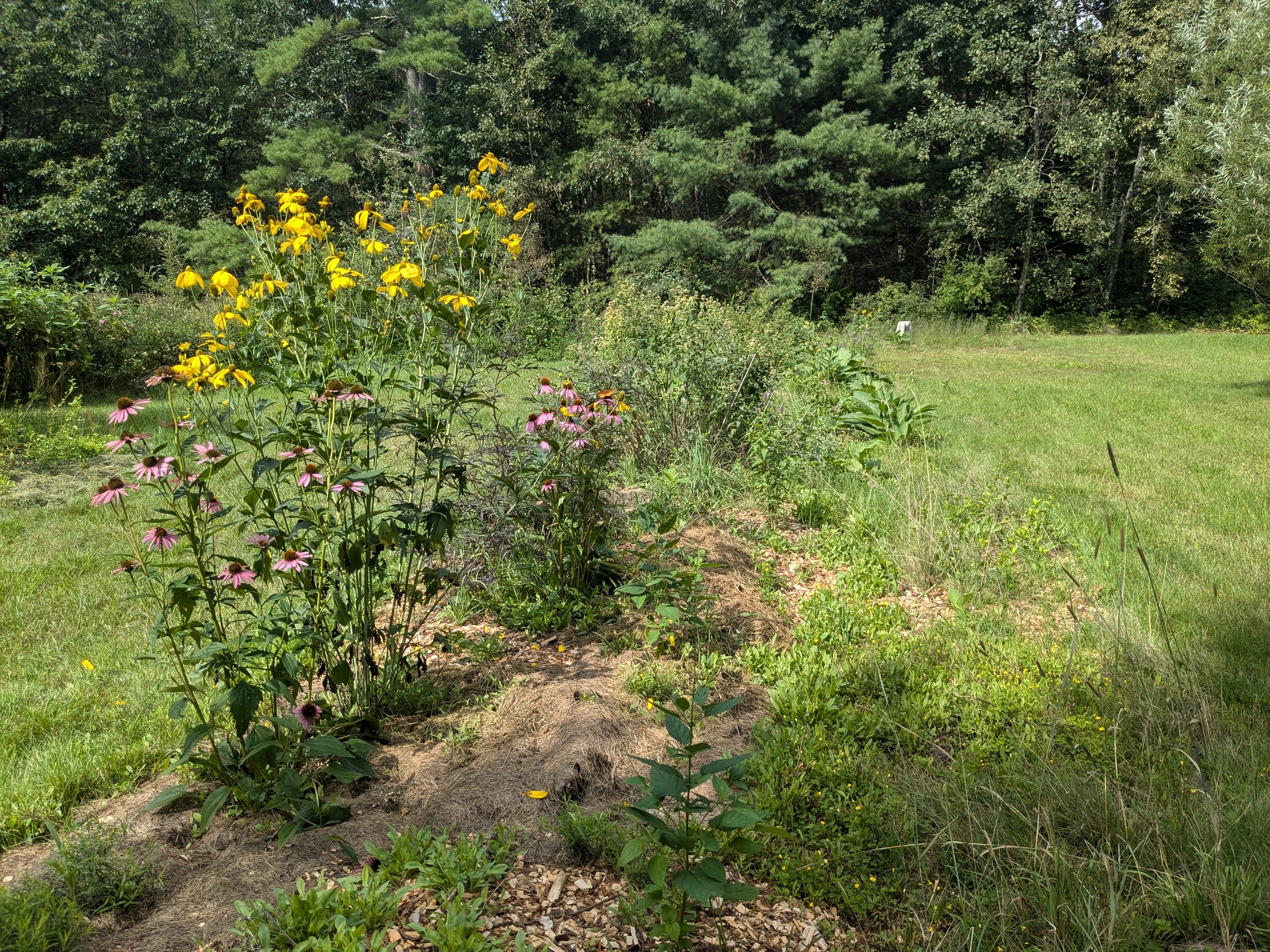 Alt text: a wide shot of a garden near our shared property line. Several coneflowers, late figwort, bee balm, and others are visible to the left of a mowed section of grass