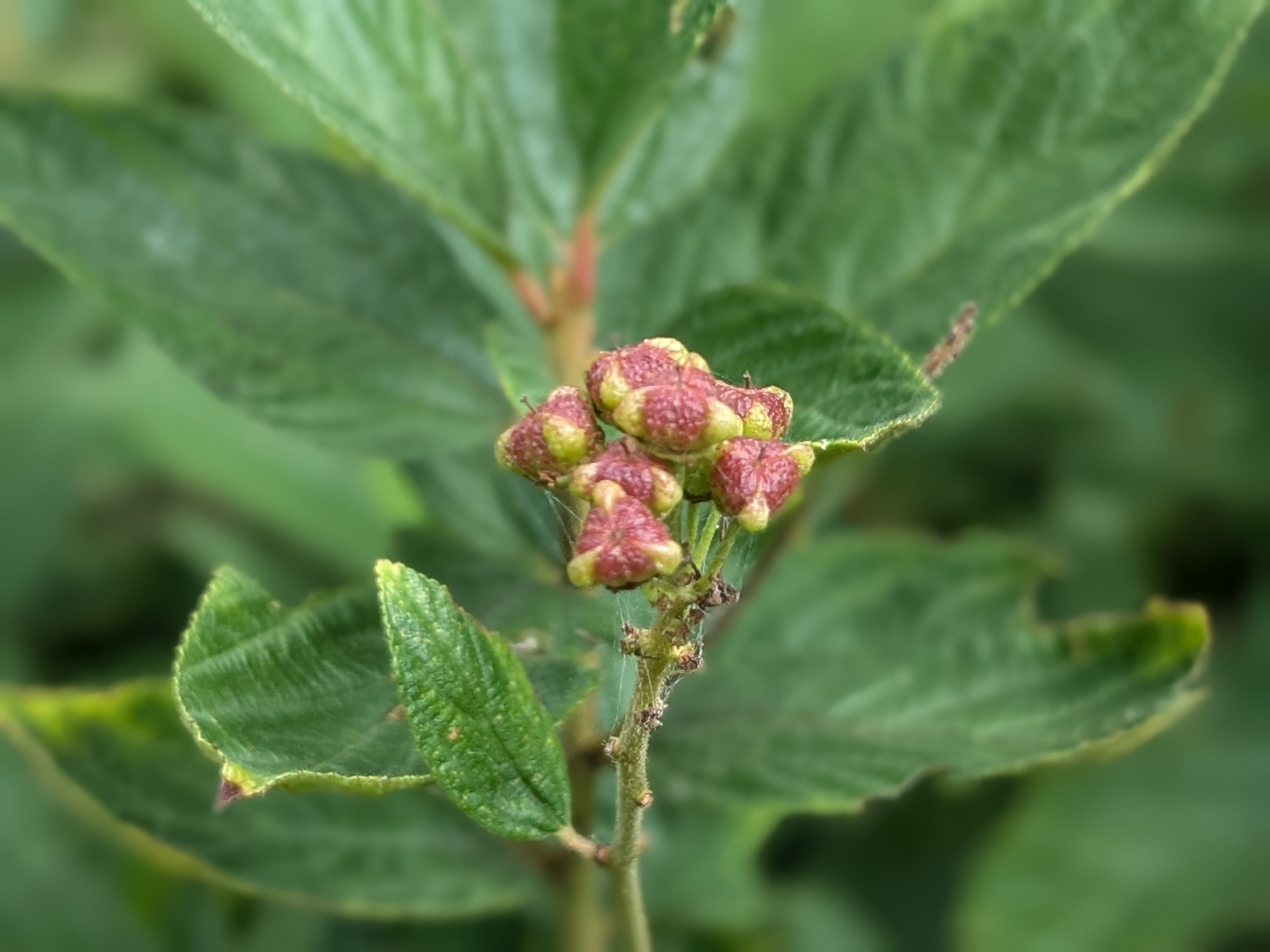 Alt text: a close up view of the seeds forming on a New Jersey Tea plant. The young green seeds contrast against the speckled red tip where flowers used to be