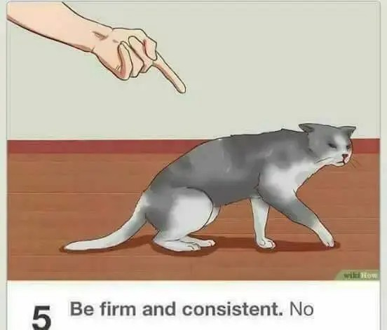 Out of context screenshot from a Wikihow article that shows someone pointing at a cat with the text "5. Be firm and consistent. No" at the bottom