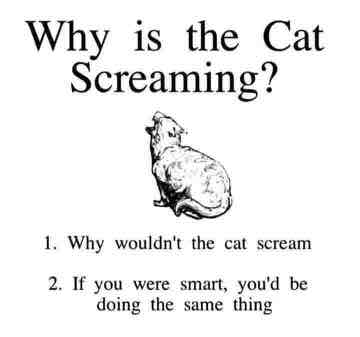 why is the cat sceaming?