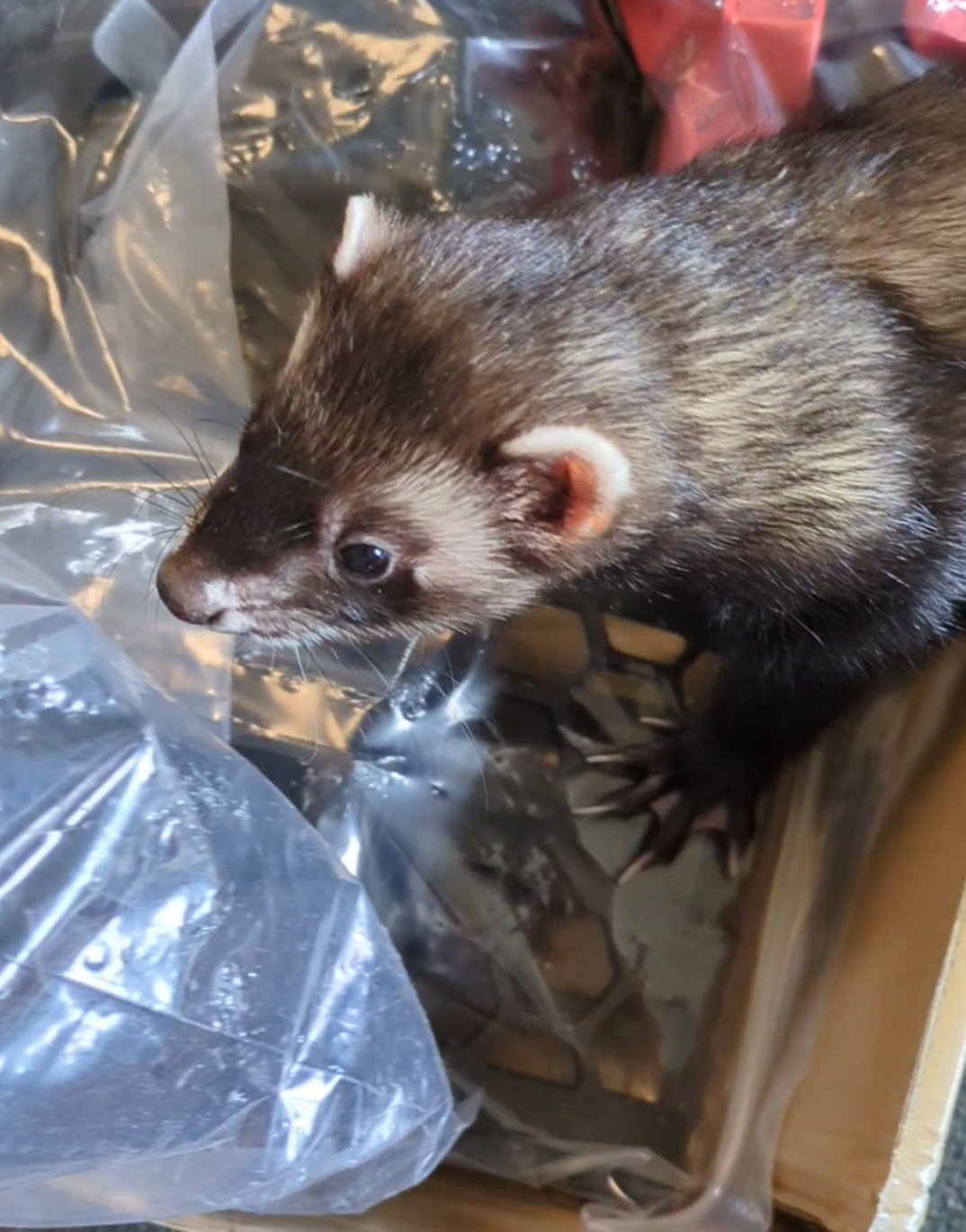 Ferret inspecting plastic parts