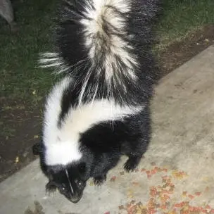 skunk pic