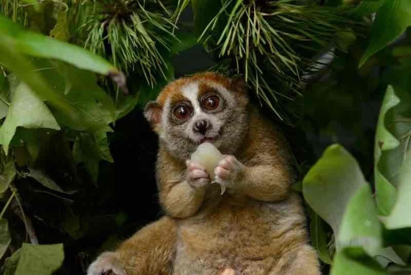 slow loris