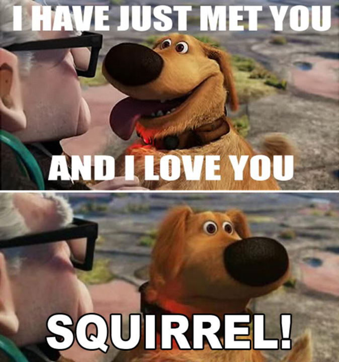 Squirrel!