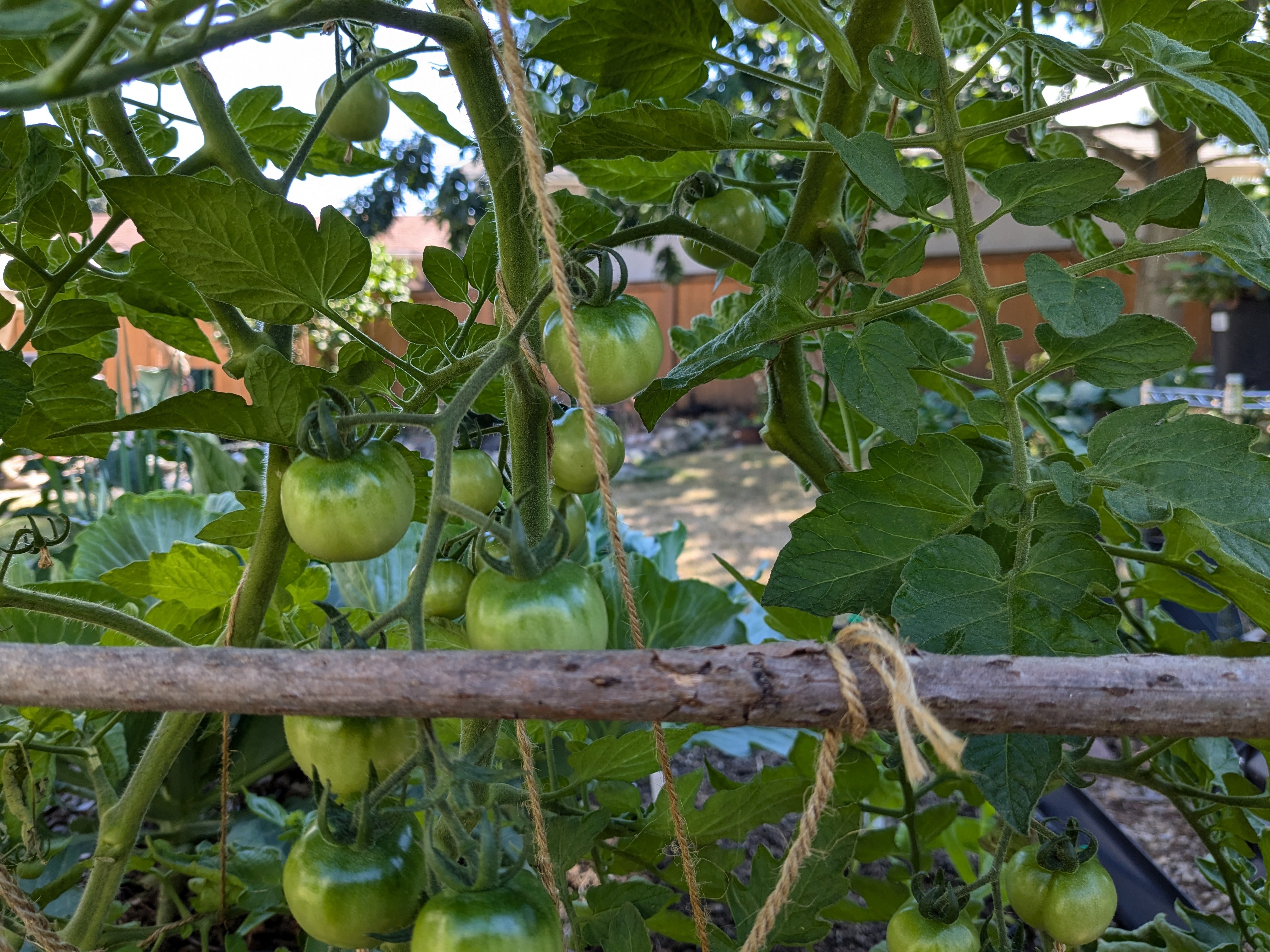 Tomatoes