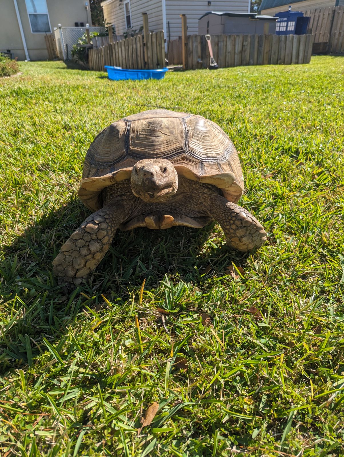 picture of giant Sulcata Tortoise facing the camera