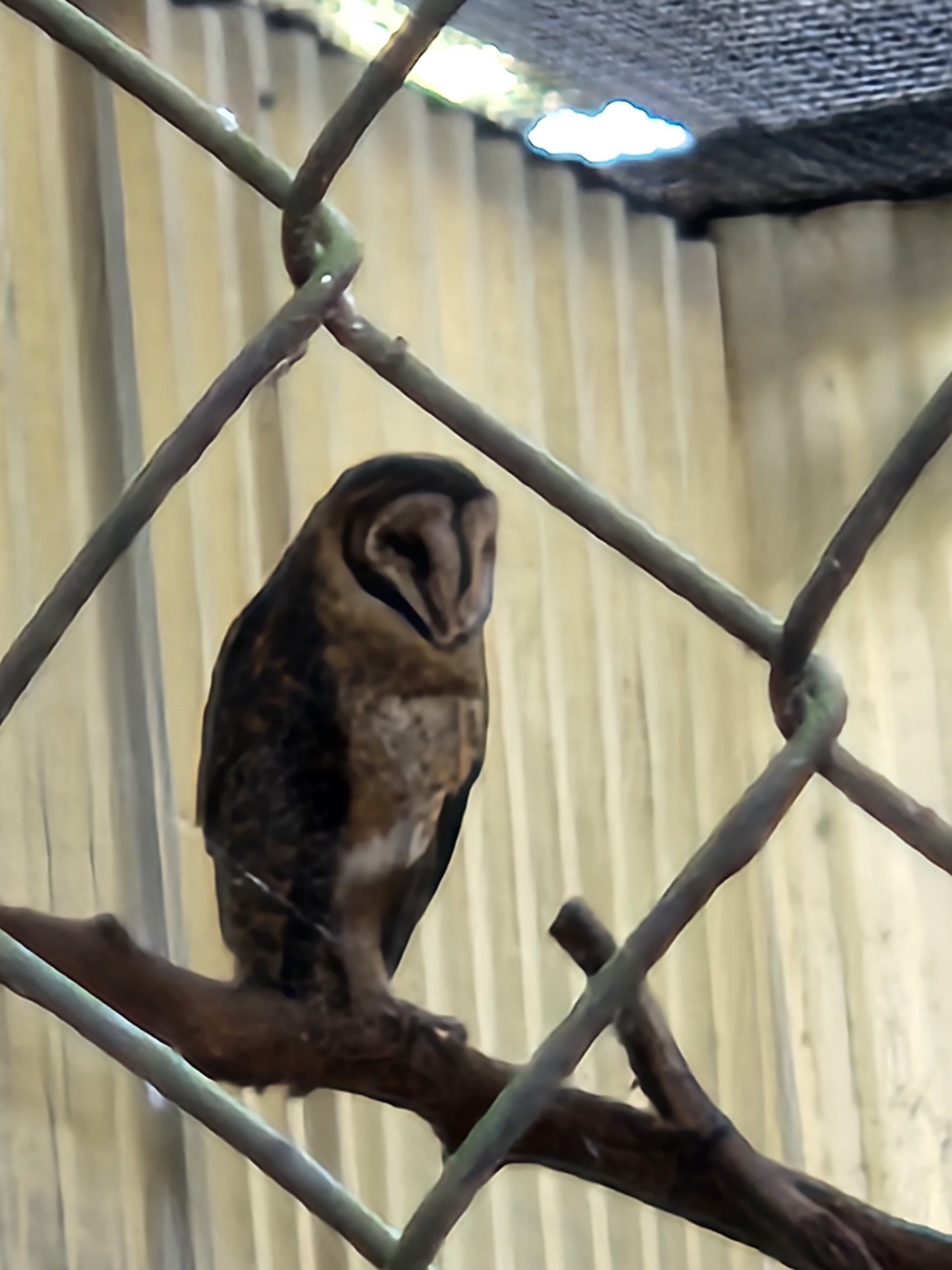 Masked owl