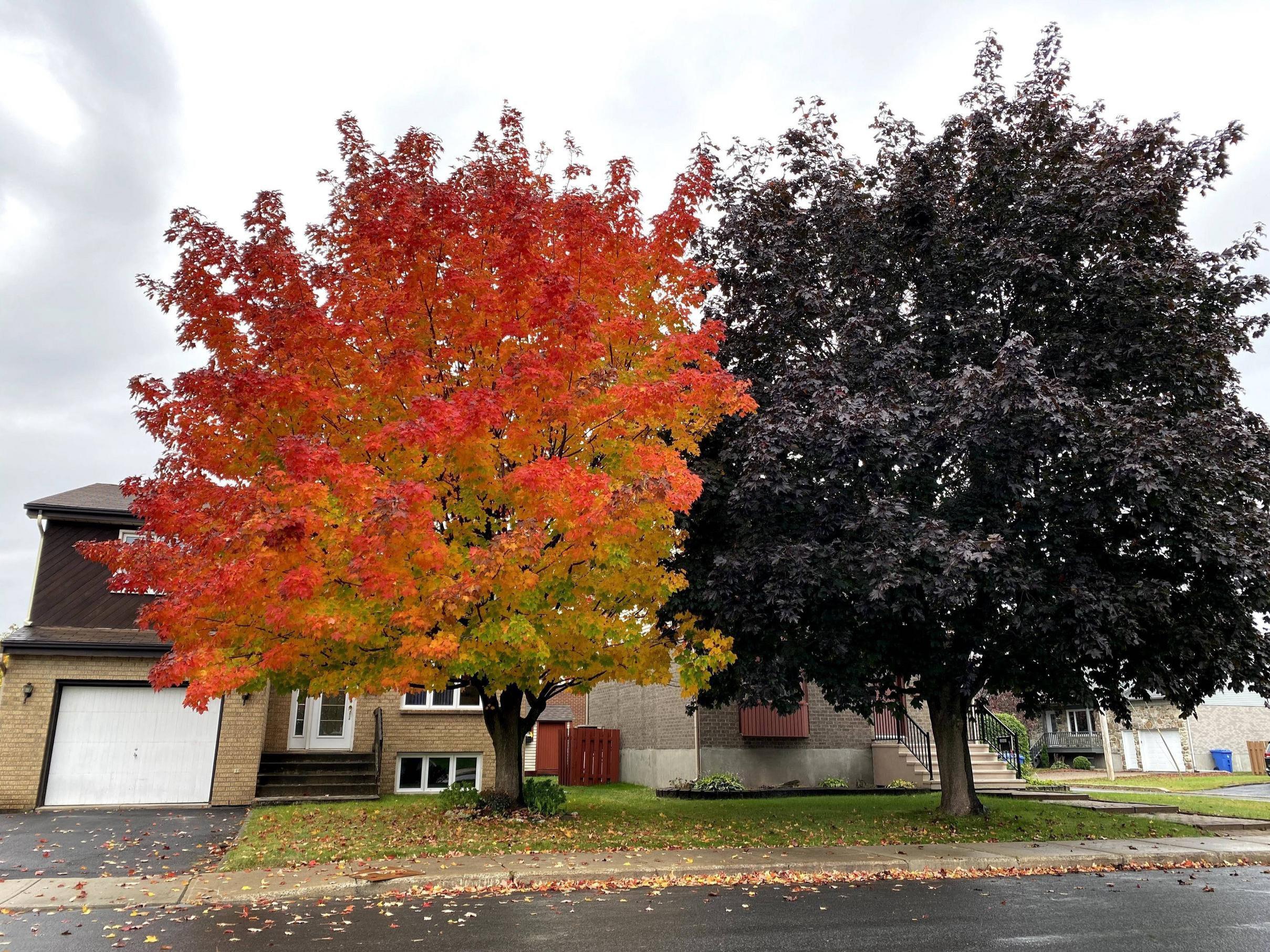 two maple trees in autumn. The one on the left has bright orange leaves, whereas the one on the right has dark dark purple leaves