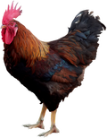 cock