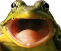 FrogPog