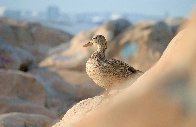 [OC] Sunbathing Mallard