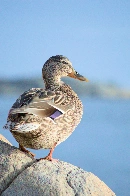 [OC] Yet another of my mallard pics