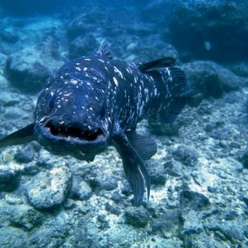 coelacanth@feddit.nu