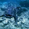 Coelacanth